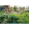 ["9780241558362", "Allotments", "Container Gardening", "Garden", "garden design", "garden design books", "garden planning", "garden planning books", "Garden Plants", "Gardening", "gardening book", "gardening books", "gardening guide", "Gardening: growing fruit & vegetables", "Gardens", "Gardens in Britain", "growing your own fruits", "growing your own herbs", "growing your own vegetables", "gudie to gardening", "Herb Gardening", "Home and Garden", "home garden books", "home gardening books", "house plant gardening", "House Plant Gardening book", "How to Garden", "indoor gardening", "Indoor Gardening book", "Kitchen Garden", "Landscape Gardening", "organic gardening", "Rekha Mistry", "Rekha's Kitchen Garden: Seasonal Produce and Home-Grown Wisdom from One Gardener's Allotment Year", "Rekhas Kitchen Garden", "the secret garden"]