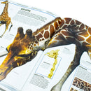 Knowledge Encyclopedia Animal The Animal Kingdom As Youve Never Seen It Before by DK